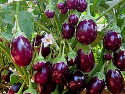 Vegetables
