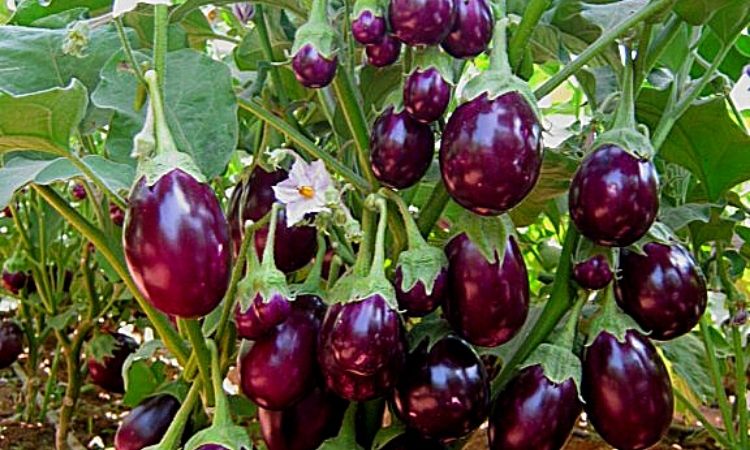 Vegetables